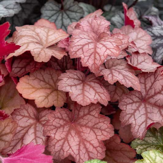Purpurglöckchen Georgia Peach - Bakker