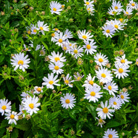 Schönaster - Bakker