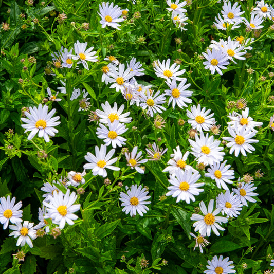 Schönaster - Bakker