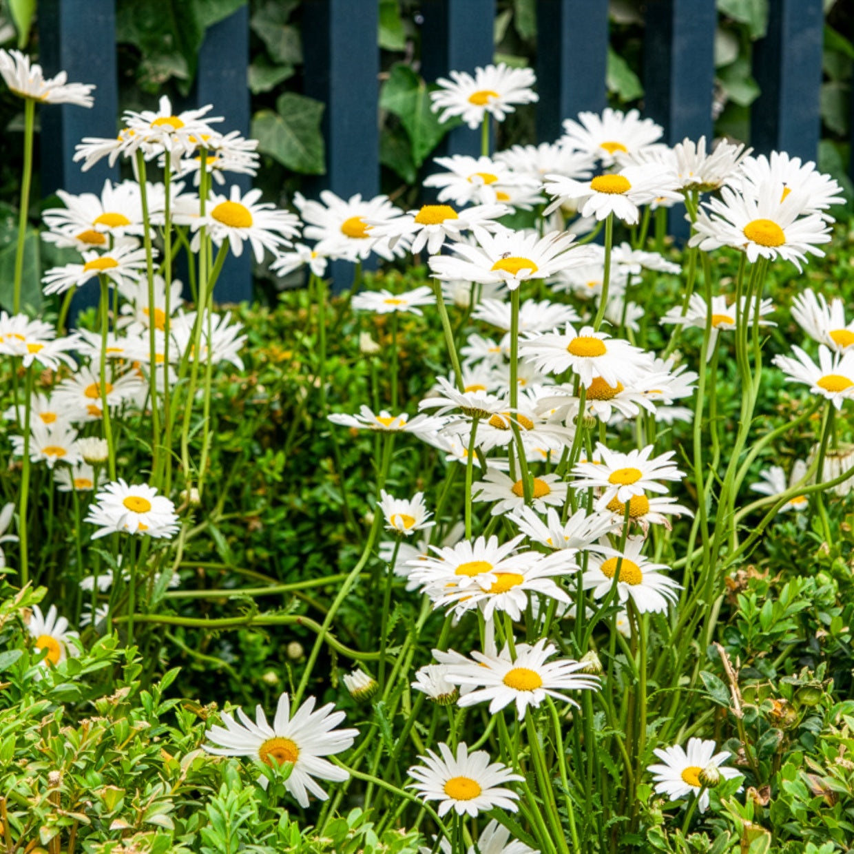Wiesen-Margerite - Leucanthemum vulgare - Bakker