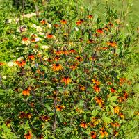Sonnenhut Prairie Glow - Bakker