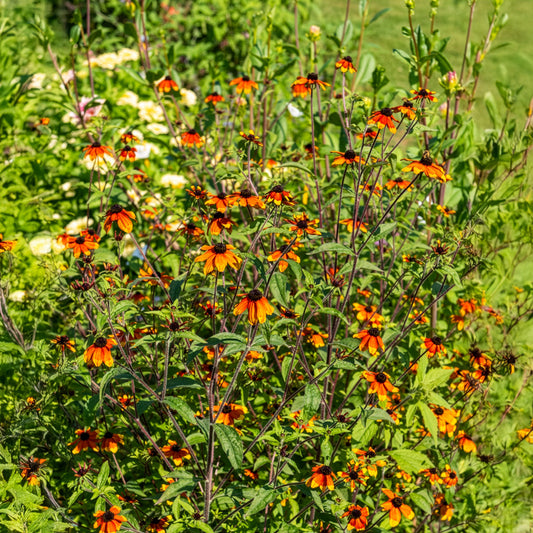 Sonnenhut Prairie Glow - Bakker