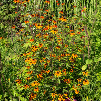 Rudbeckia triloba Prairie Glow - Sonnenhut Prairie Glow - Rudbeckia