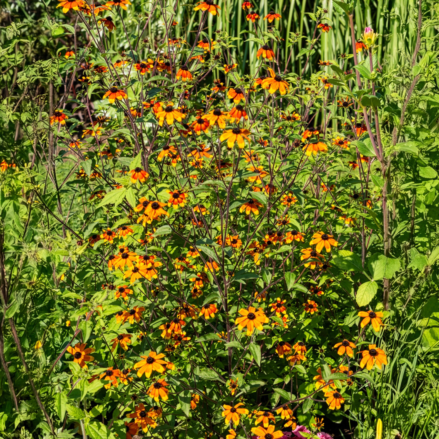 Rudbeckia triloba Prairie Glow - Sonnenhut Prairie Glow - Rudbeckia