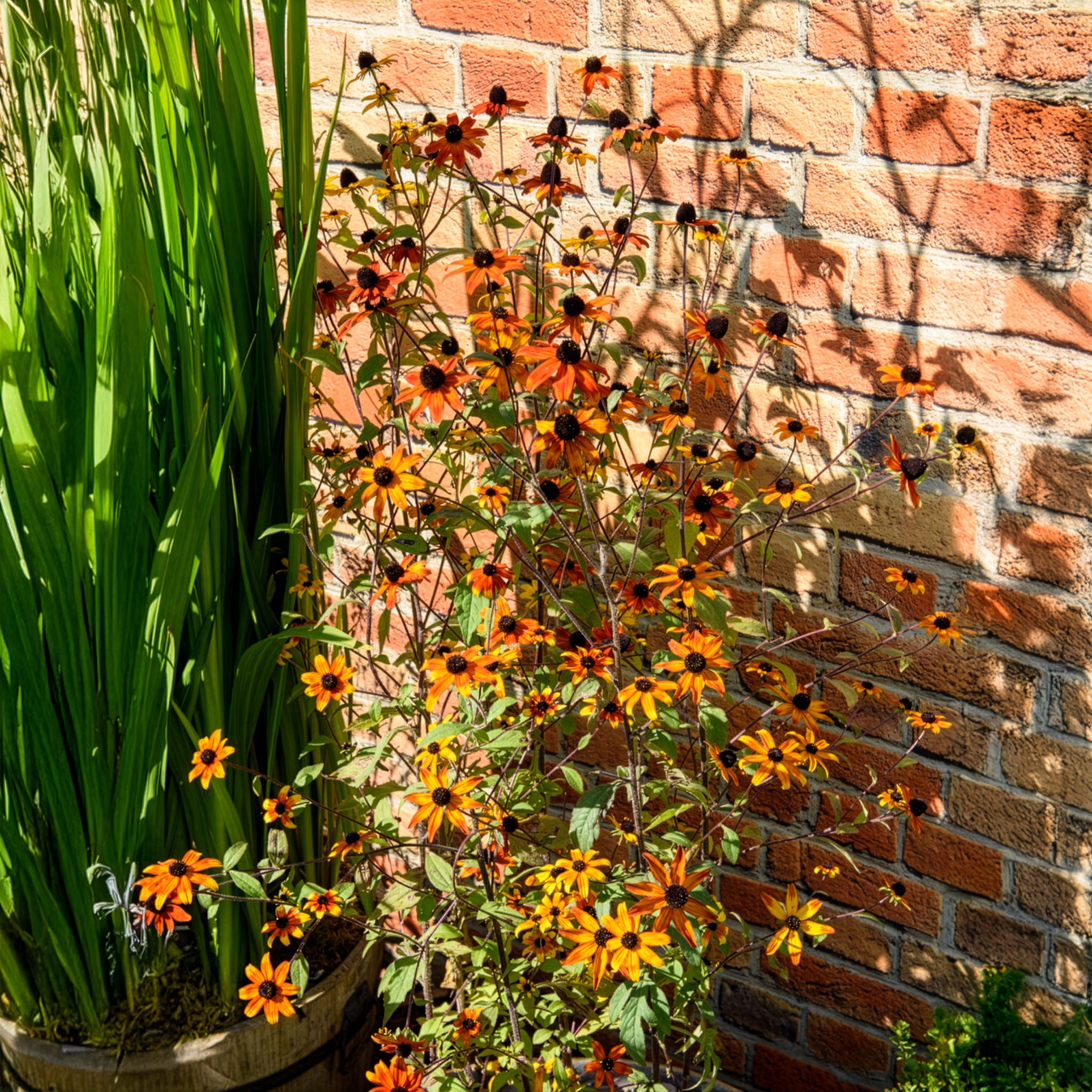 Sonnenhut Prairie Glow - Rudbeckia triloba Prairie Glow - Bakker