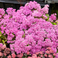 Sedum Mr Goodbud - Großes Fettblatt Mr. Goodbud - Sedum - Fetthenne