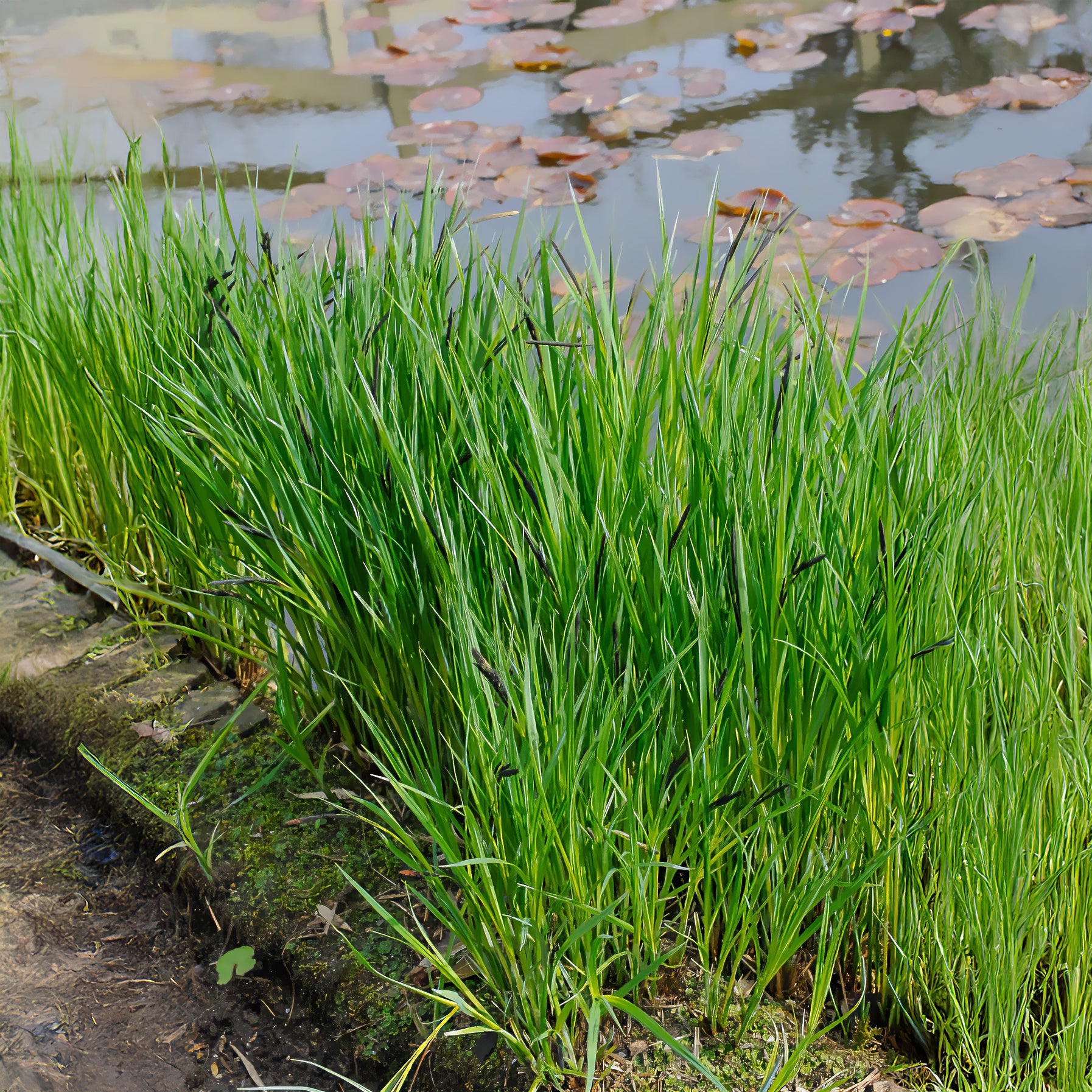 Carex riparia - Ufersegge Carex - Sumpfbinse - Carex