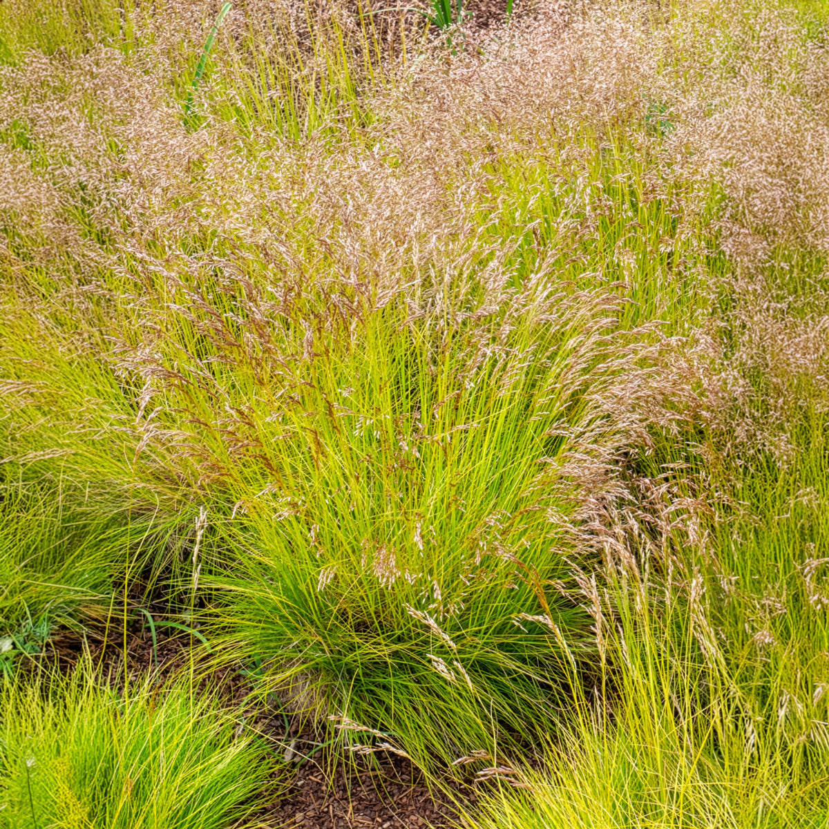 Draht-Schmiele Tatra Gold - Deschampsia flexuosa Tatra Gold - Bakker