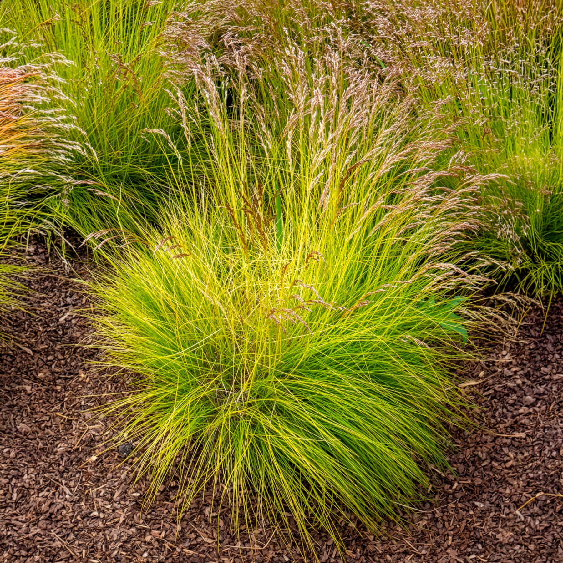 Draht-Schmiele Tatra Gold - Bakker