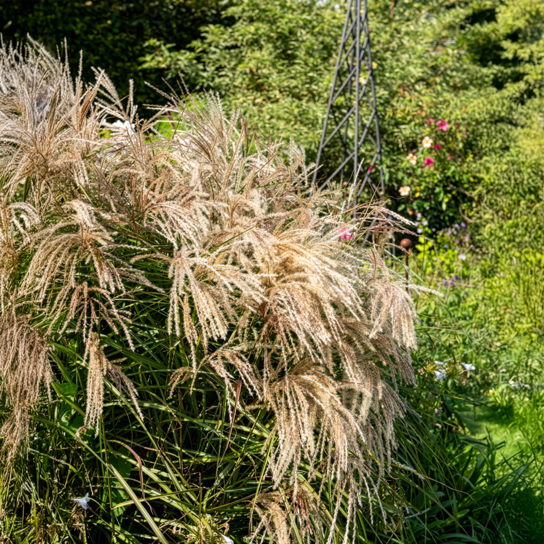 Chinaschilf Kaskade - Miscanthus sinensis Kaskade - Bakker