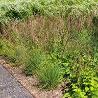 Kleines Pfeifengras Edith Dudszus - Molinia caerulea Edith Dudszus - Bakker