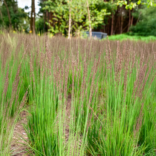 Kleines Pfeifengras Edith Dudszus - Bakker