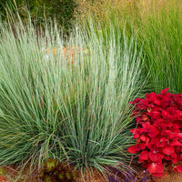 Präriegras Standing Ovation - Bakker