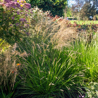 Nest-Blaugras - Sesleria nitida - Bakker