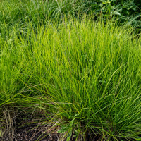 Nest-Blaugras - Bakker