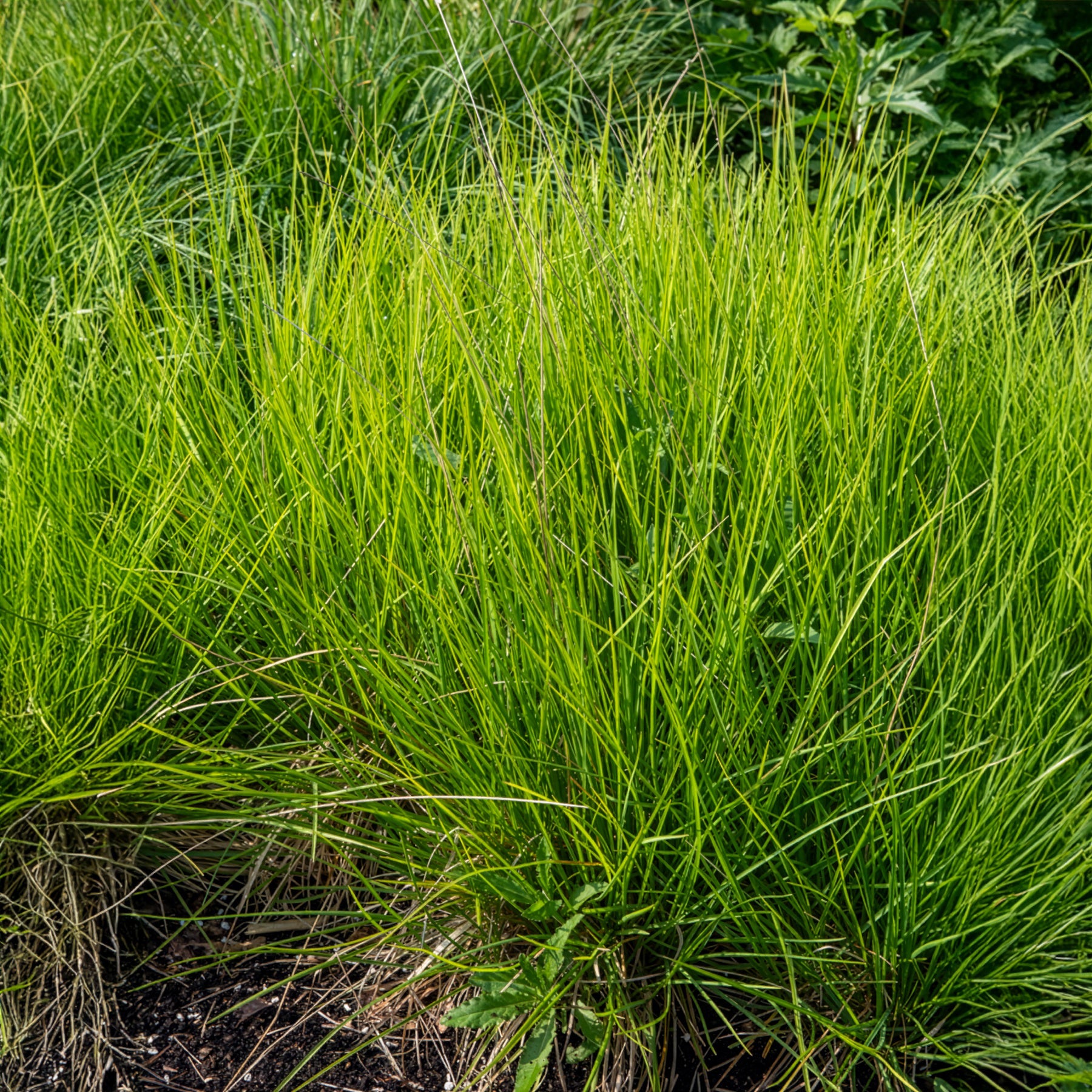 Nest-Blaugras - Bakker