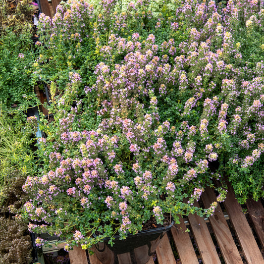 Sand-Thymian Elfin - Bakker