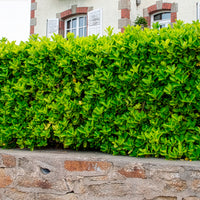 Japanischer Spindelstrauch - Euonymus japonicus - Bakker
