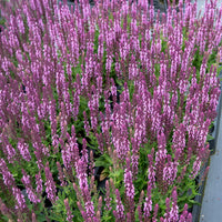 Salvia nemorosa sensation pink - Steppensalbei 'Sensation Pink' - Salbei