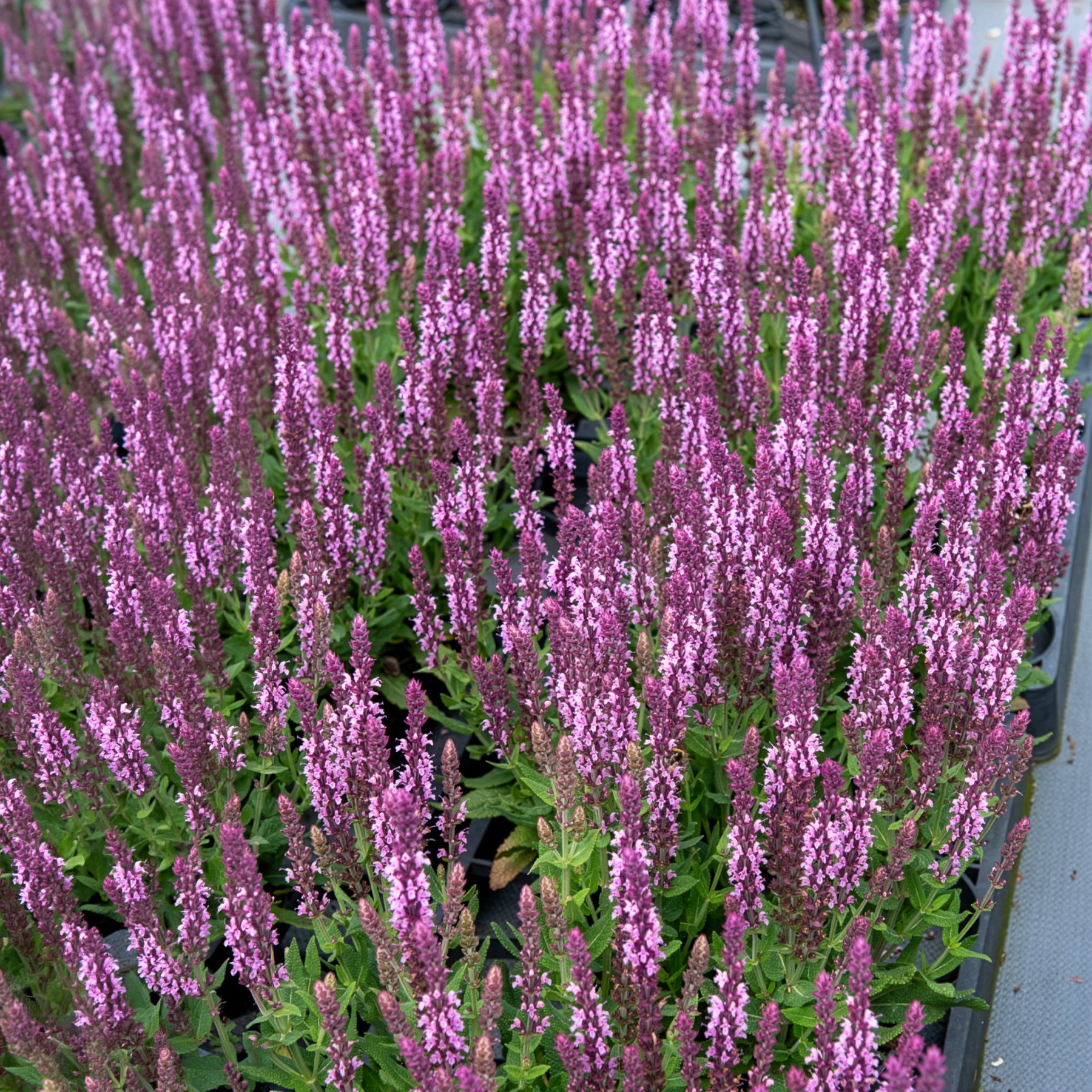 Salvia nemorosa sensation pink - Steppensalbei 'Sensation Pink' - Salbei