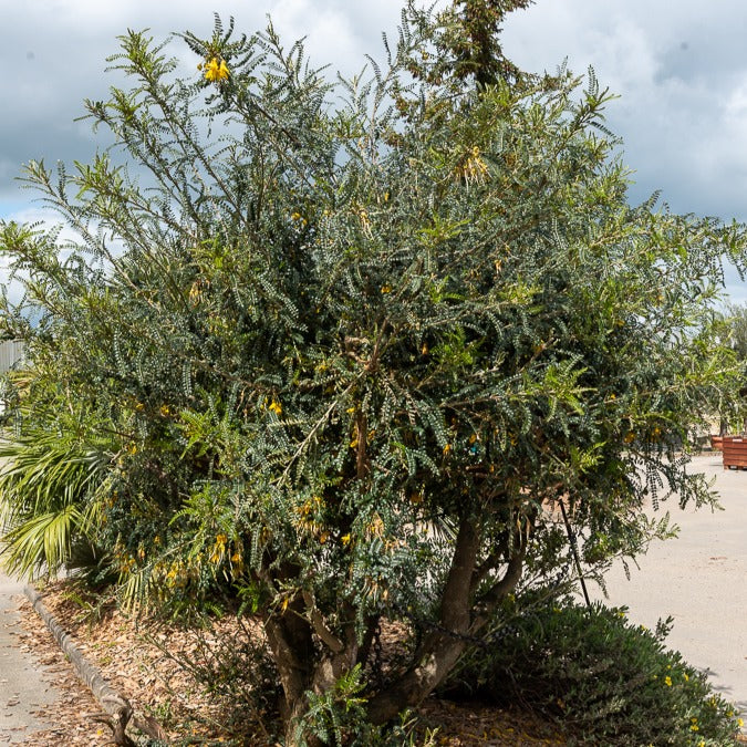 Japanischer Schnurbaum - Sophora microphylla 'sun king' - Bakker