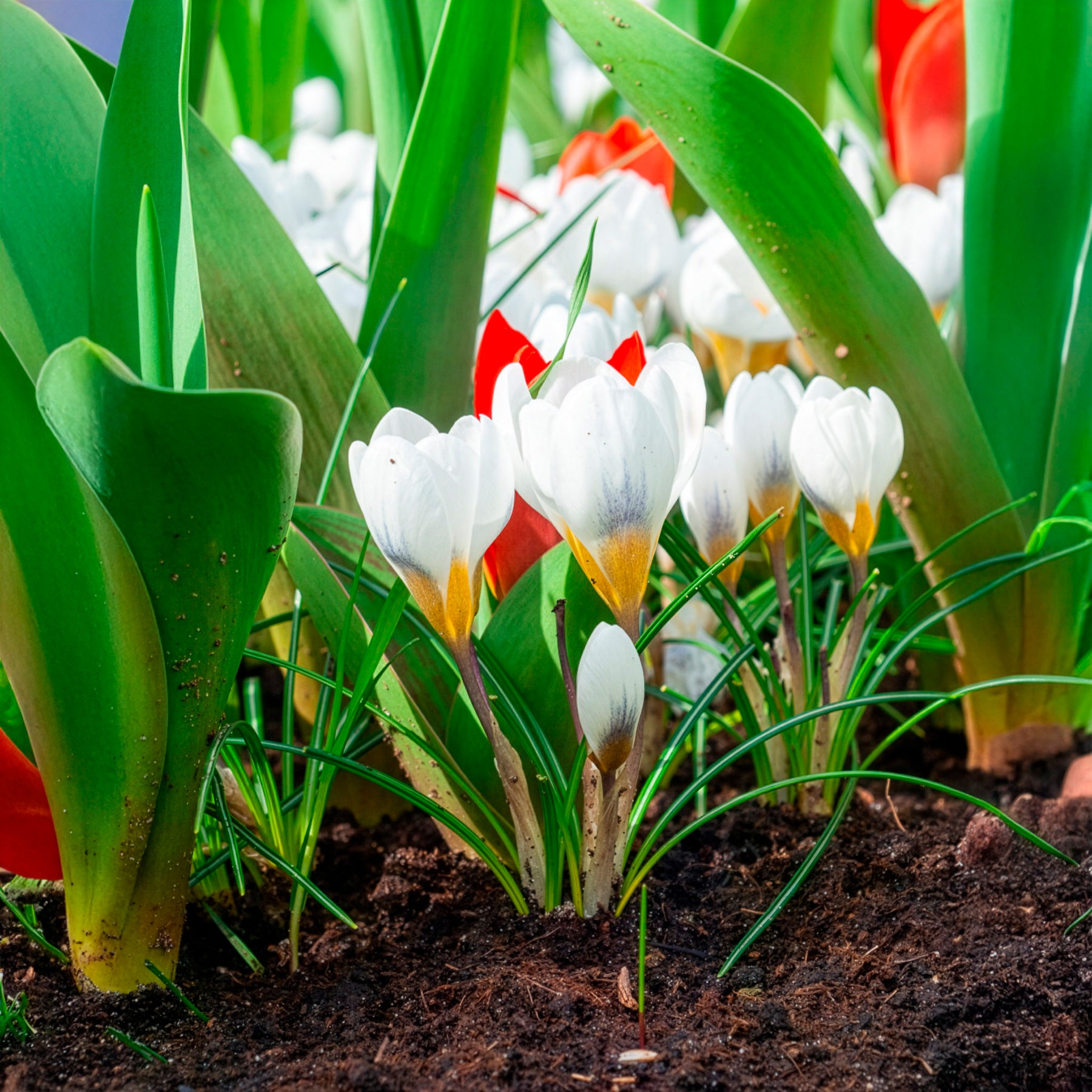 Crocus Ard Schenk - Krokusse Ard Schenk - Krokus-Zwiebeln