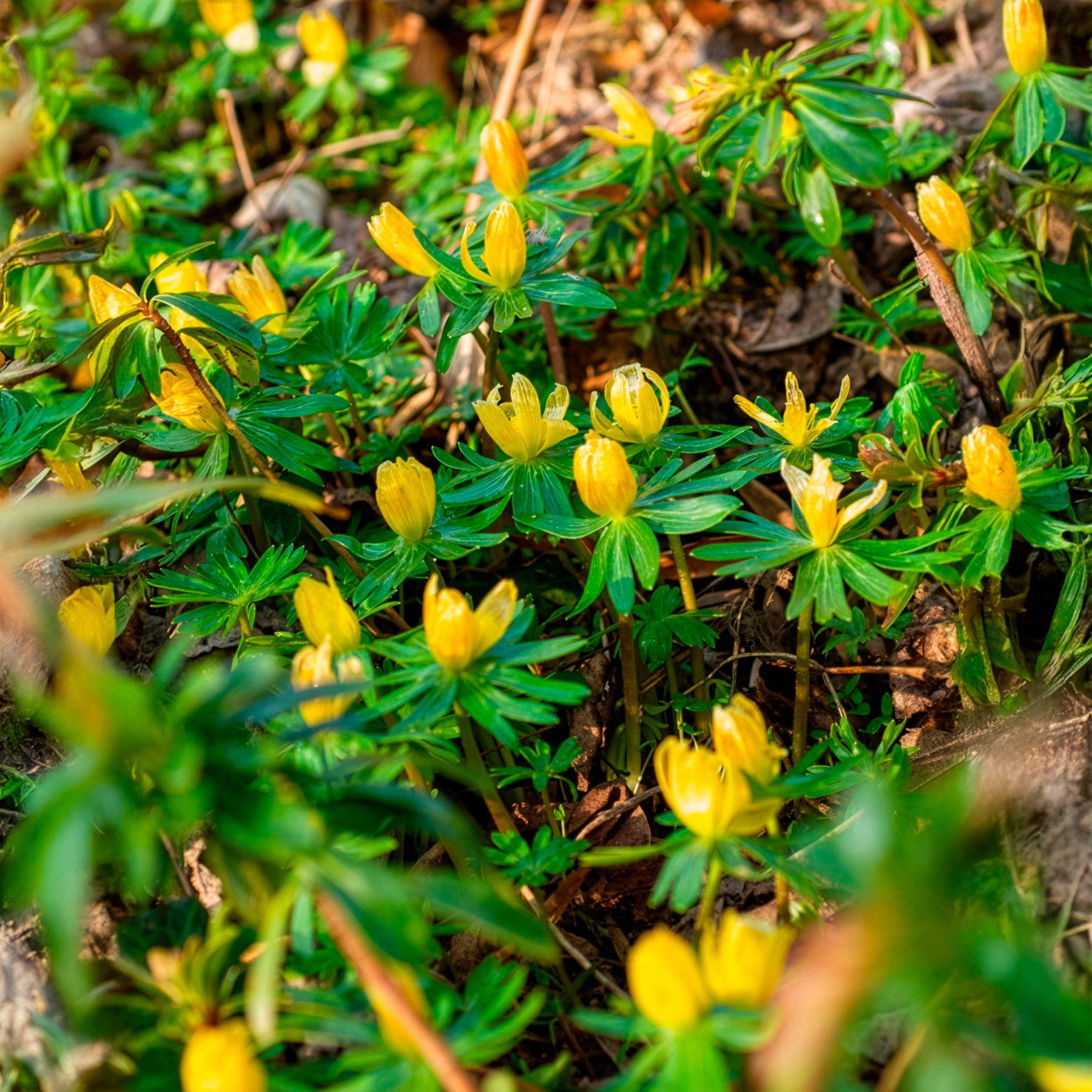 Verkauf Schneerosen - Stauden