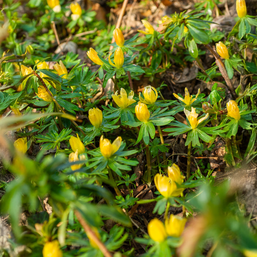 Schneerosen - Stauden - Bakker