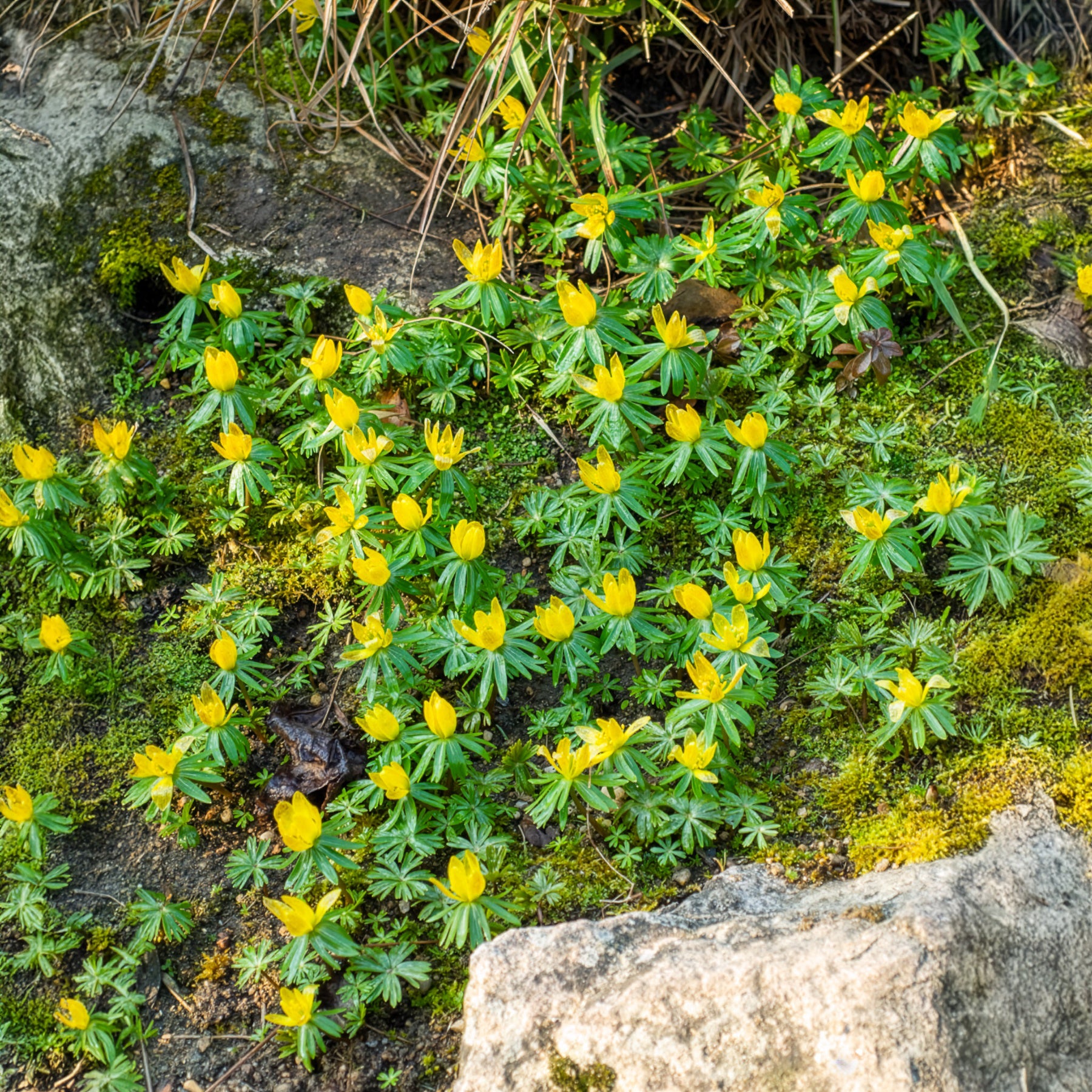 Verkauf Stauden - Winterling (x10)