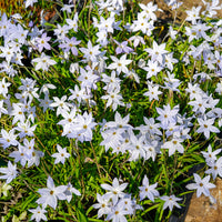 Frühlingssterne 'Wisley Blue' - Ipheion uniflorum 'wisley blue' - Bakker