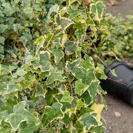 Gelbbunter Efeu 'Goldchild' - Bakker