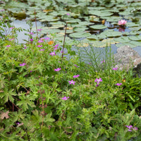 Geranium palustre - Sumpf-Storchschnabel - Geranien