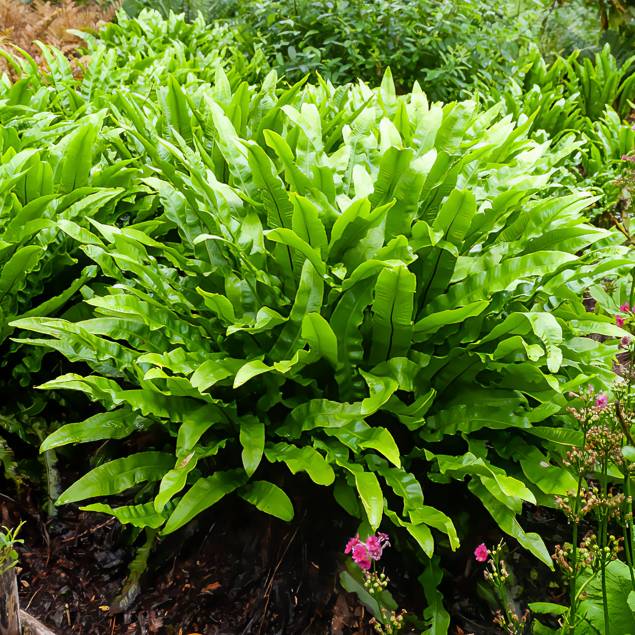 Zungenfarn Asplenium scolopendrium - Asplenium scolopendrium - Bakker