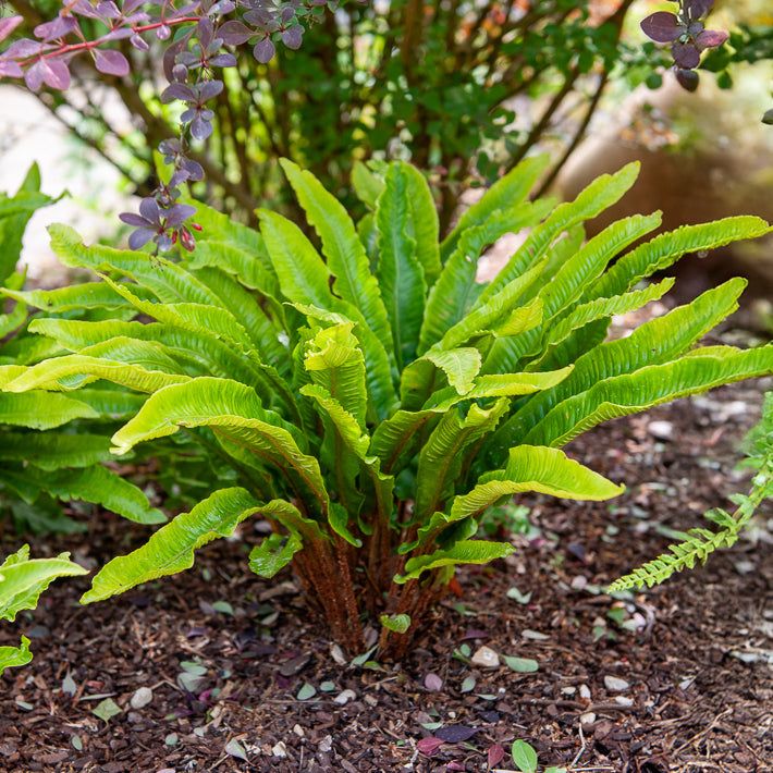 Stauden - Zungenfarn Asplenium scolopendrium - Asplenium scolopendrium