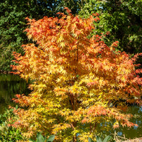 Japanischer Ahorn Sango-kaku - Acer palmatum Sangokaku - Bakker