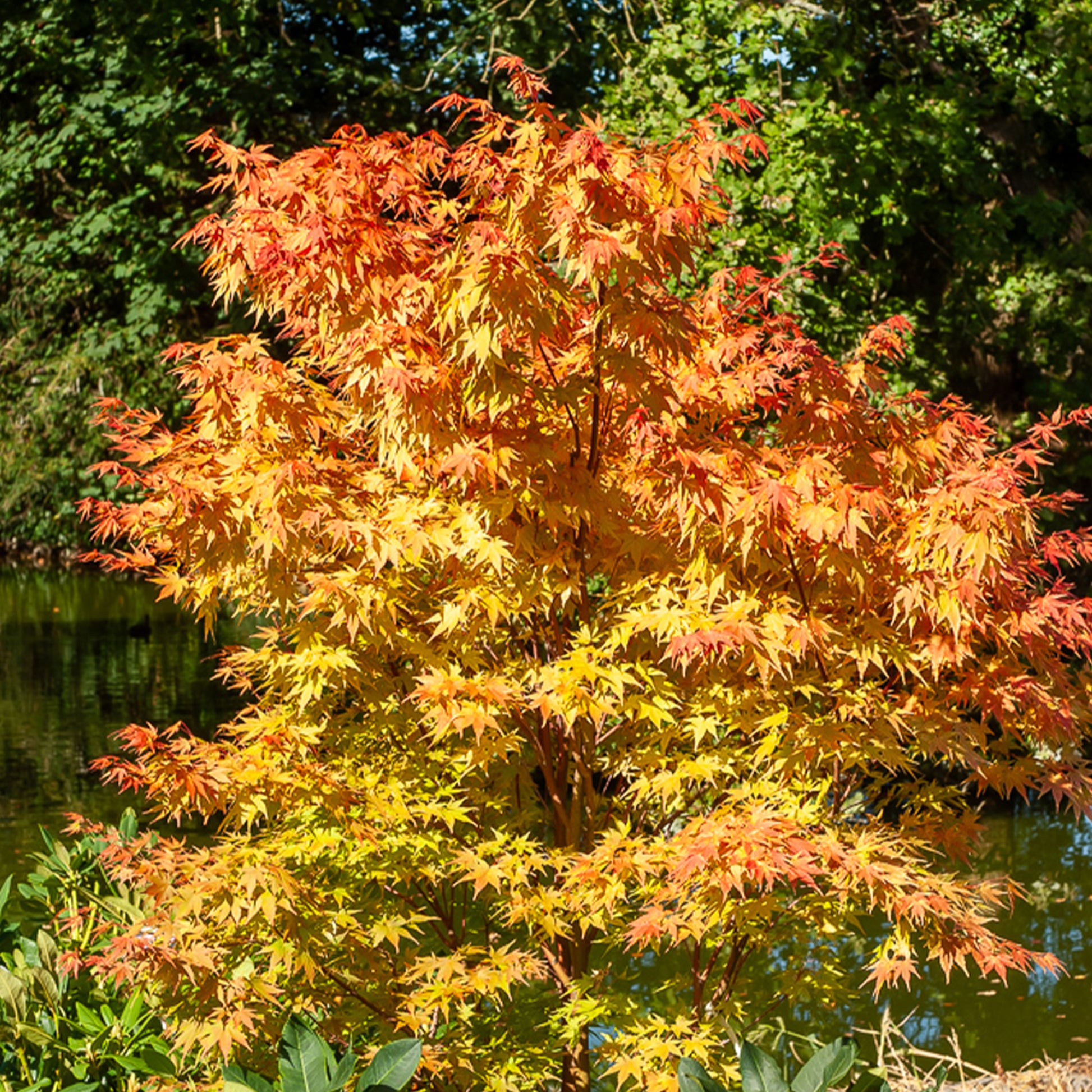 Japanischer Ahorn Sango-kaku - Acer palmatum Sangokaku - Bakker