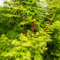 Verkauf Japanischer Ahorn Sango-kaku - Acer palmatum Sangokaku
