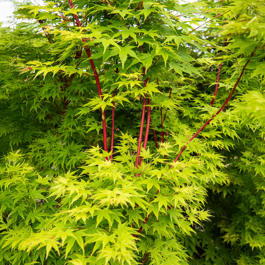 Verkauf Japanischer Ahorn Sango-kaku - Acer palmatum Sangokaku