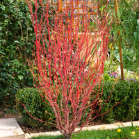 Japanischer Ahorn - Japanischer Ahorn Sango-kaku - Acer palmatum Sangokaku