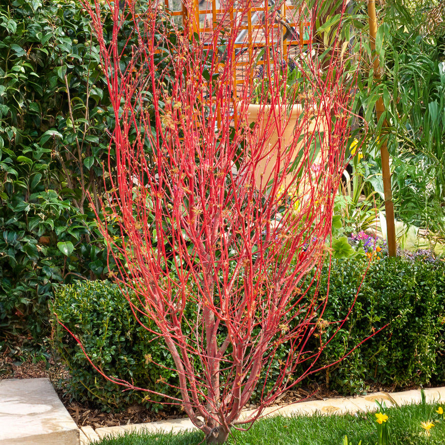 Japanischer Ahorn - Japanischer Ahorn Sango-kaku - Acer palmatum Sangokaku