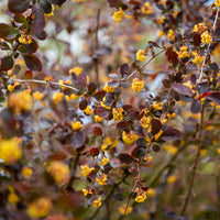 Berberitze Superba - Berberis ottawensis Superba - Bakker