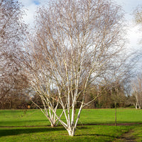 Betula utilis jaquemontii Doorenbos - Himalaya-Birke Doorenbos - Birke