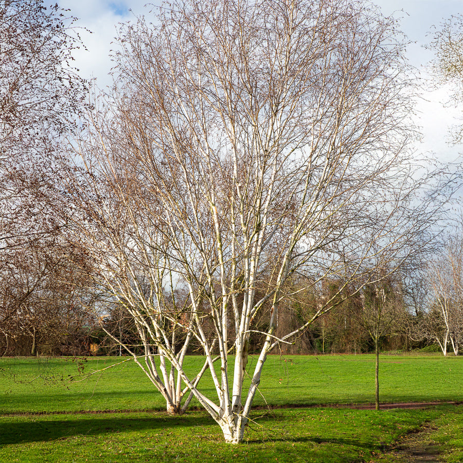 Betula utilis jaquemontii Doorenbos - Himalaya-Birke Doorenbos - Birke