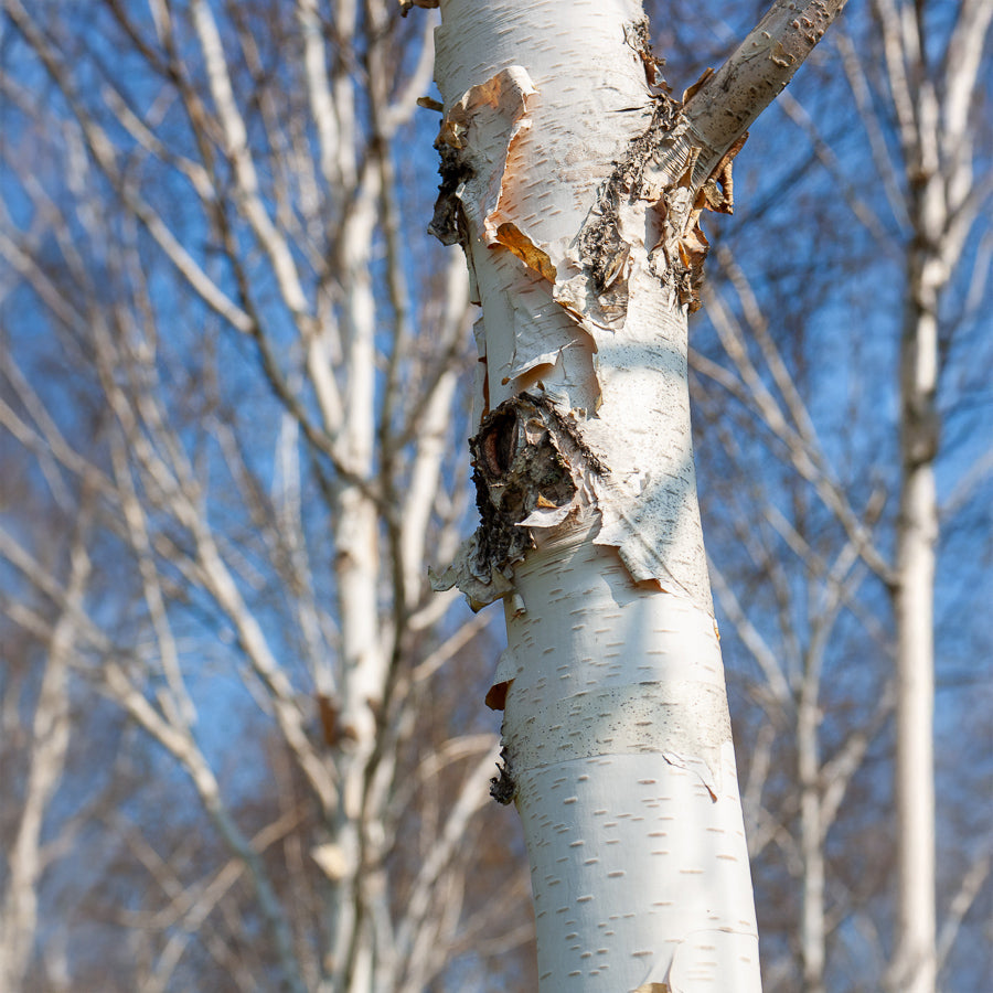 Himalaya-Birke Doorenbos - Betula utilis jaquemontii Doorenbos - Bakker