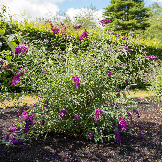 Zwerg-Schmetterlingsbaum Nanho Purple © - Buddleja davidii Nanho Purple - Bakker