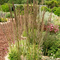 Calamagrostis x acutiflora Karl Foerster - Reitgras Karl Förster - Gräser