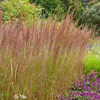 Gräser - Reitgras Karl Förster - Calamagrostis x acutiflora Karl Foerster