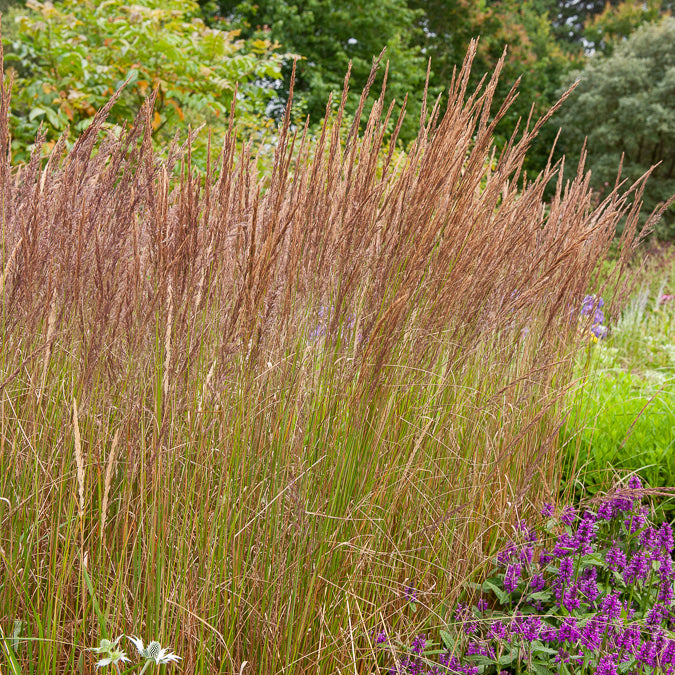 Gräser - Reitgras Karl Förster - Calamagrostis x acutiflora Karl Foerster