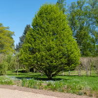 Säulen-Hainbuche - Bakker