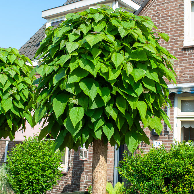 Kugel-Trompetenbaum - Catalpa bignonioides Nana - Bakker